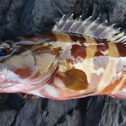 アカハタ
