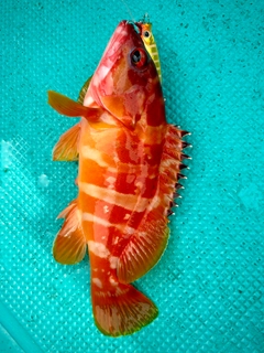 アカハタの釣果