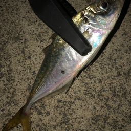 アジ