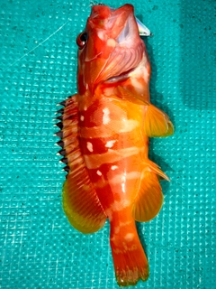 アカハタの釣果