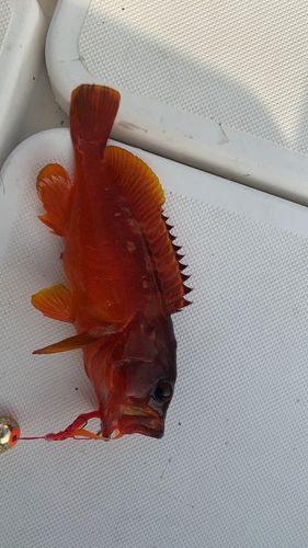 アカハタの釣果
