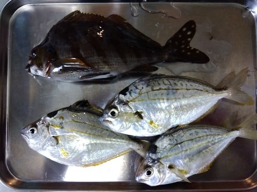 片瀬漁港