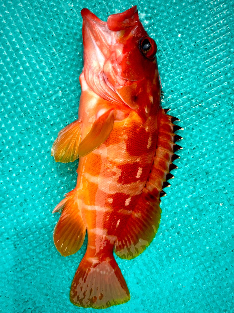 DAIWA 21デッキアクター 63MLS-Sの最安値・インプレ・釣果 | 本音の