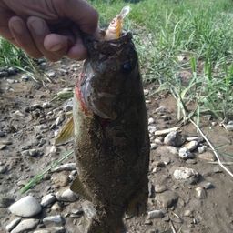 スモールマウスバス