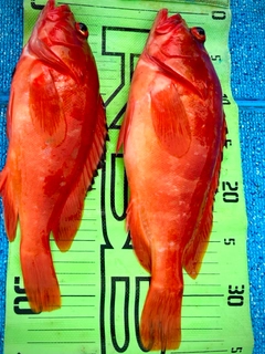 アカハタの釣果