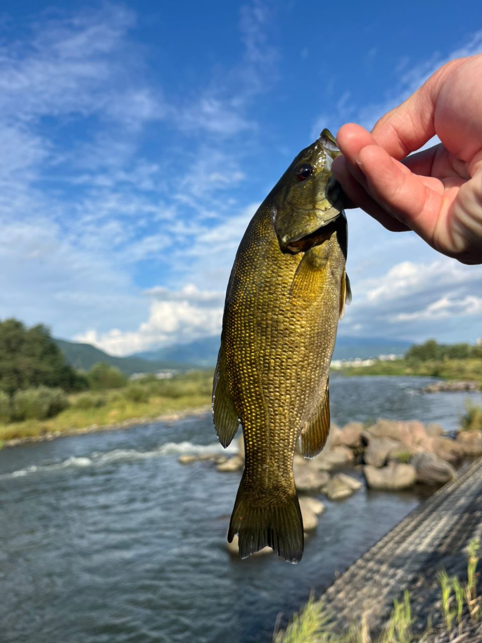 SHIMANO 18ワールドシャウラ 2651F-3の最安値・インプレ・釣果 | 本音