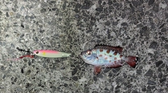 ゴマヒレキントキの釣果