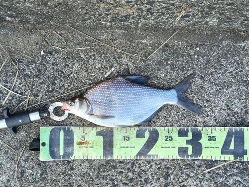 ダントウボウの釣果