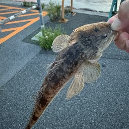 マゴチ