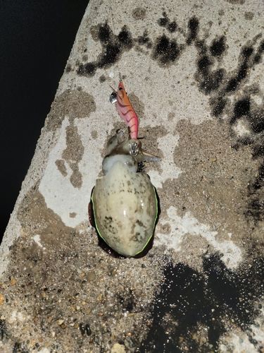 釣果