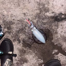 アオリイカ
