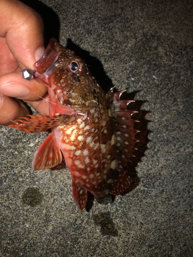 カサゴの釣果