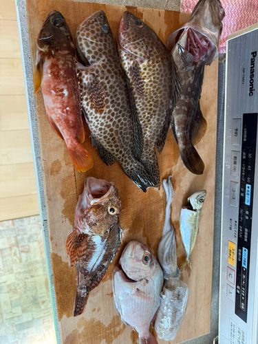 オオモンハタの釣果