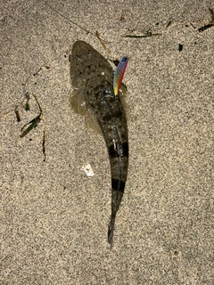 マゴチの釣果
