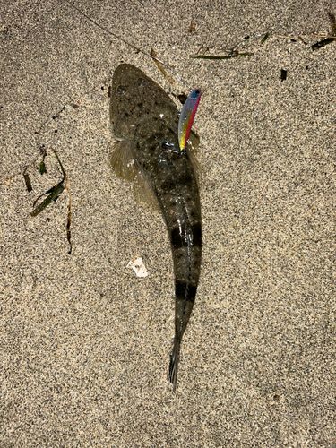 マゴチの釣果