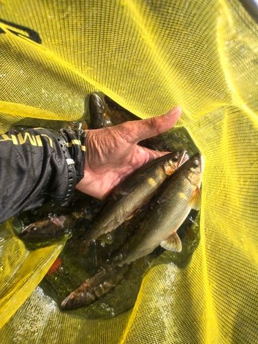 アユの釣果