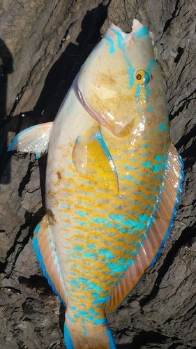 ヒブダイの釣果
