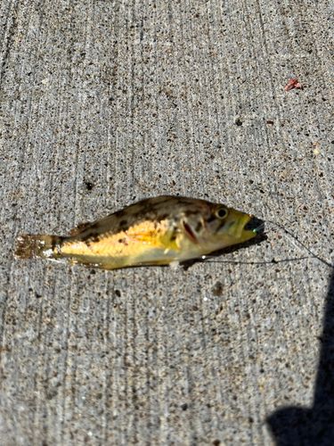 シマゾイの釣果