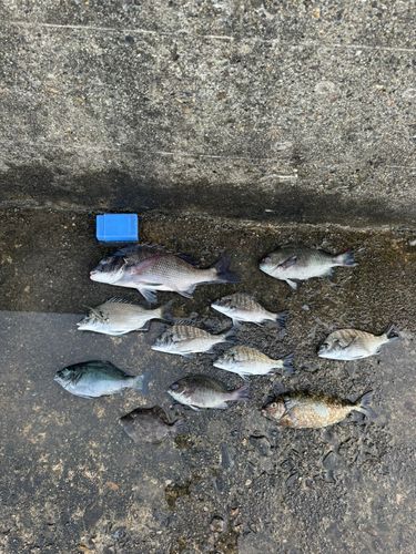 新和歌浦港
