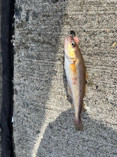 コマイの釣果