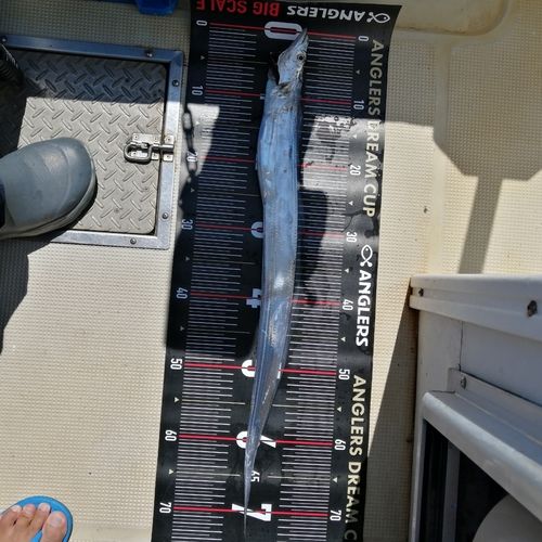 タチウオの釣果