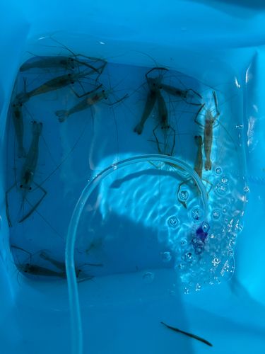 テナガエビの釣果