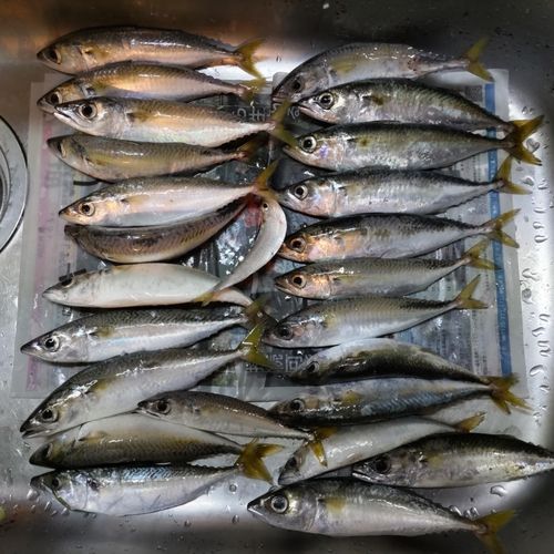 サバの釣果