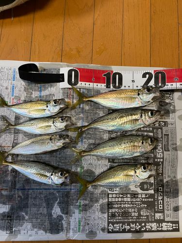 アジの釣果