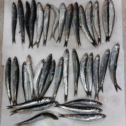 カタクチイワシ