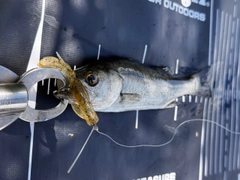 セイゴ（マルスズキ）の釣果