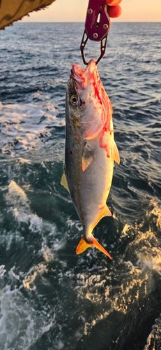 イナダの釣果