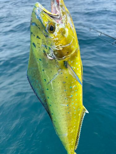 シイラの釣果