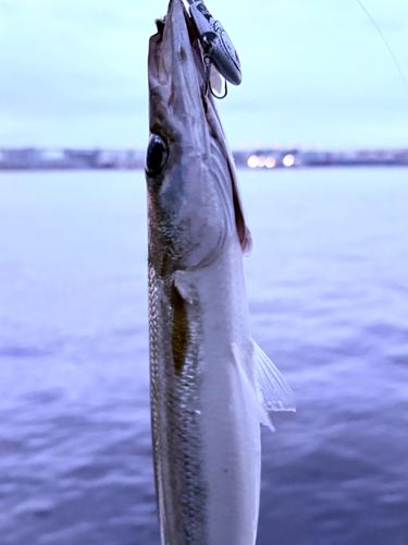 カマスの釣果