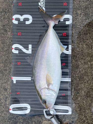 シオの釣果