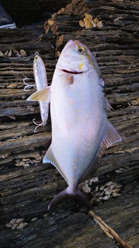 カンパチの釣果