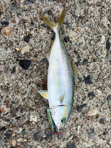 ツバイソの釣果
