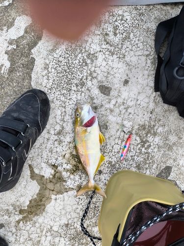 ショゴの釣果