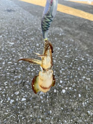 牛深湾