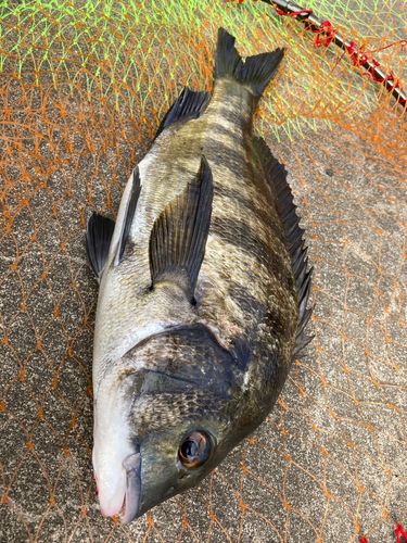 チヌの釣果