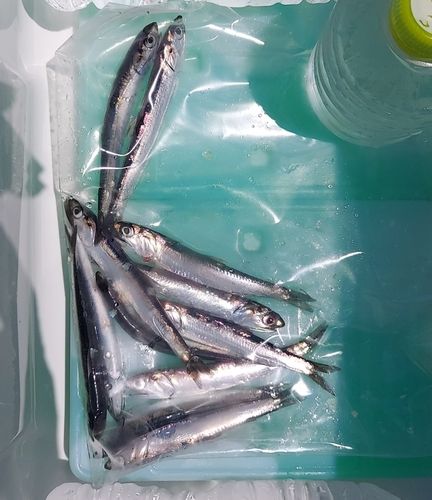 カタクチイワシの釣果