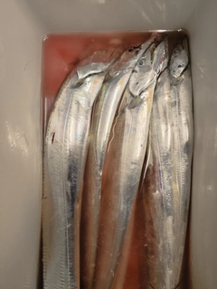 タチウオの釣果