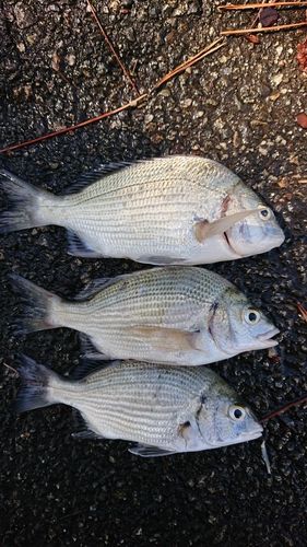 クロダイの釣果