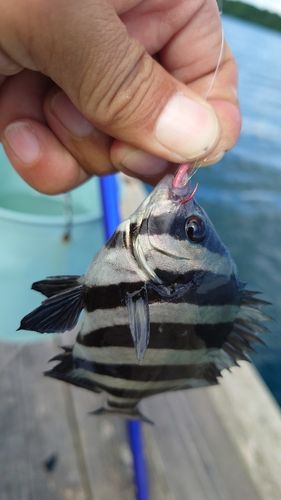 サンバソウの釣果
