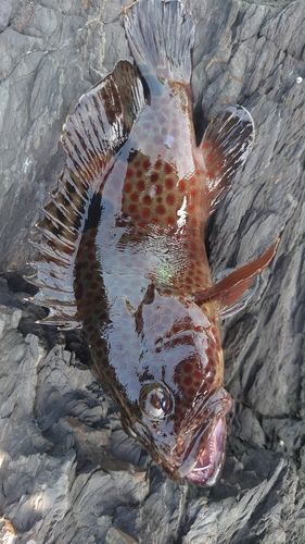 ノミノクチの釣果