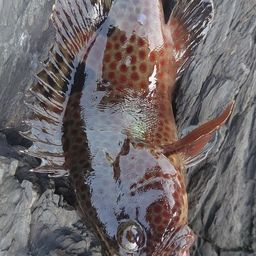 ノミノクチ