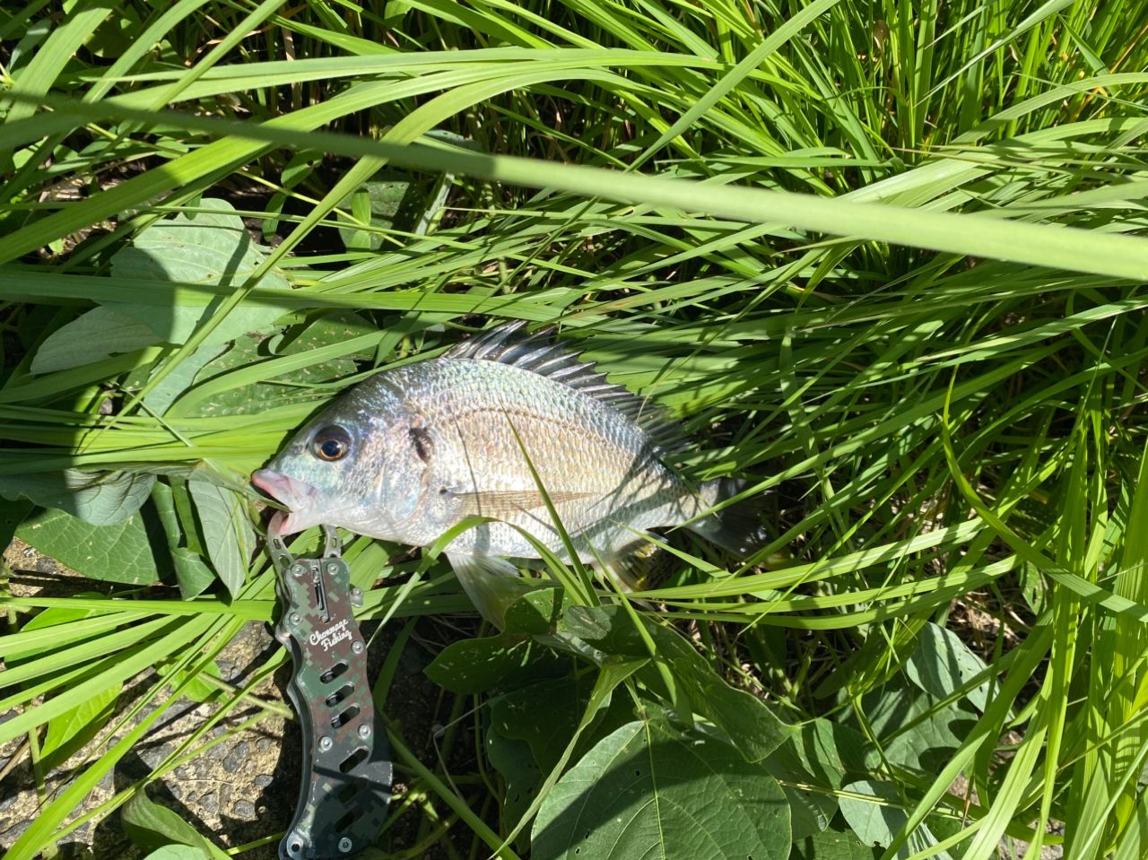 クロダイ