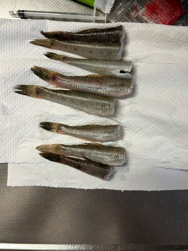 マハゼの釣果