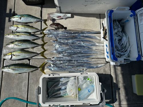 メジロの釣果