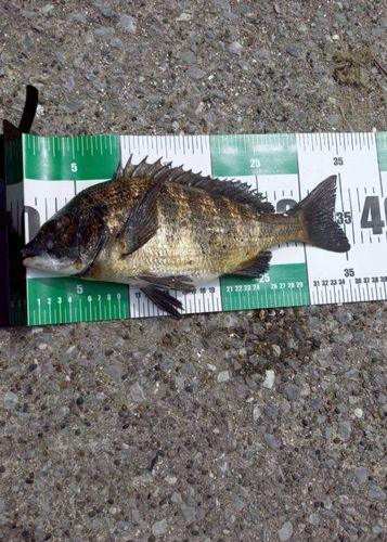 クロダイの釣果