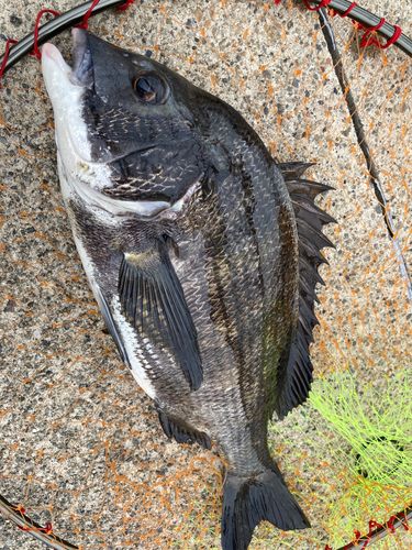 チヌの釣果